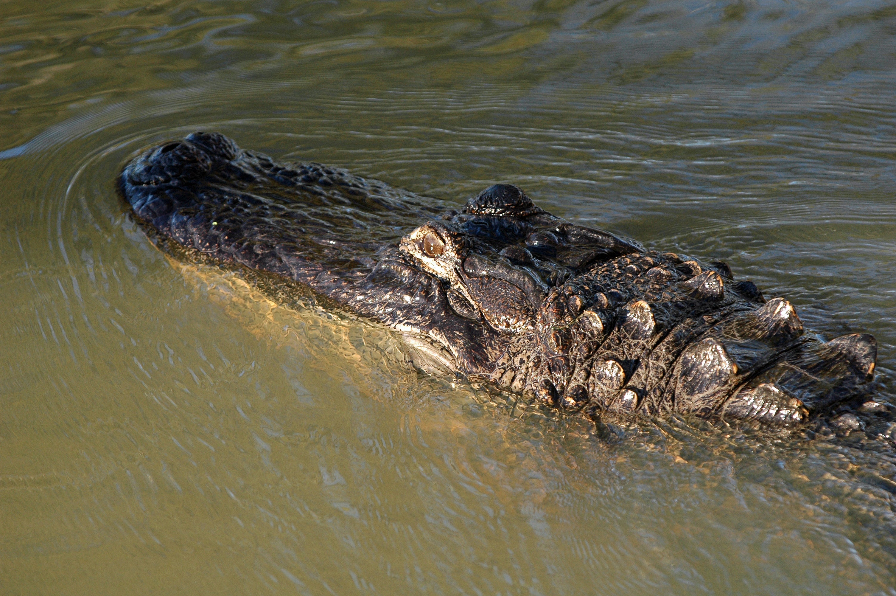 Alligator Comeback Continues; Hunt Registration Opens June 2 Outdoor